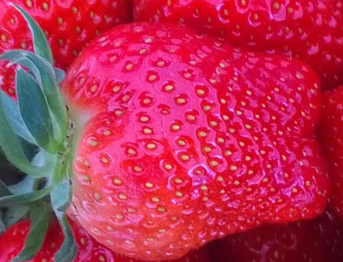 Erdbeeren am Bodensee – frische Früchte aus der Region