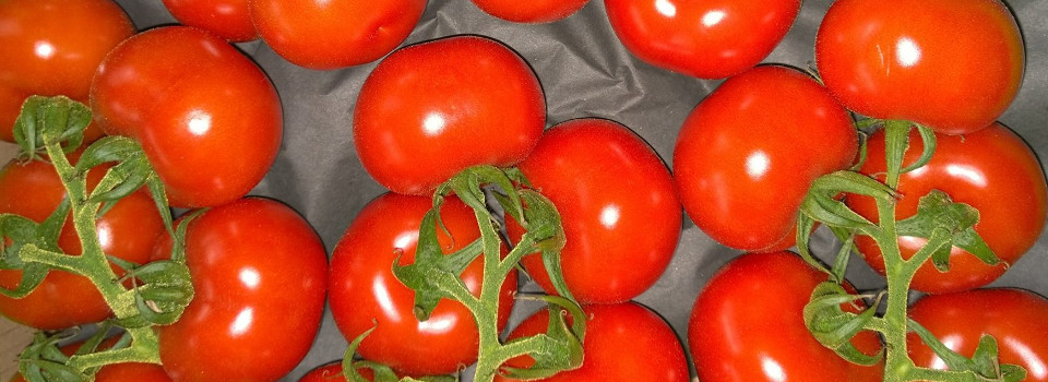 tomaten